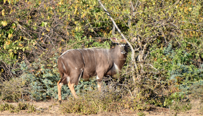  nyala in front of thicket